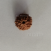 Nandinath - Certified Rudraksha - 10 Mukhi - Ten Face