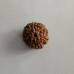 Nandinath - Certified Rudraksha - 9 Mukhi - Nine Face 