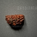 Nandinath - Rudraksha - Ek Mukhi - 1 Face - Nepali
