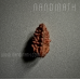 Nandinath - Rudraksha - Ek Mukhi - 1 Face - Nepali