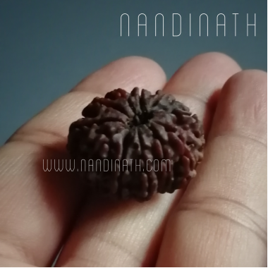 11 Mukhi Rudraksha Big Size