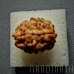 Nandinath - Rudraksha - 3 Mukhi - Three Face - Nepali