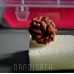 Nandinath - Rudraksha - 3 Mukhi - Three Face - Nepali