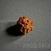 Nandinath - Rudraksha - 3 Mukhi - Three Face - Nepali