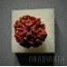 Nandinath - Rudraksha - 4 Mukhi - Four Face - Nepali