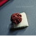 Nandinath - Rudraksha - 5 Mukhi - Five Face - Nepali