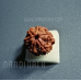 Nandinath - Rudraksha - 6 Mukhi - Six Face - Nepali