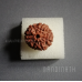 Nandinath - Rudraksha - 8 Mukhi - Eight Face - Nepali