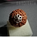 Nandinath - Rudraksha - 9 Mukhi - Nine Face - Nepali